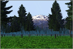 The Forest (test map)
